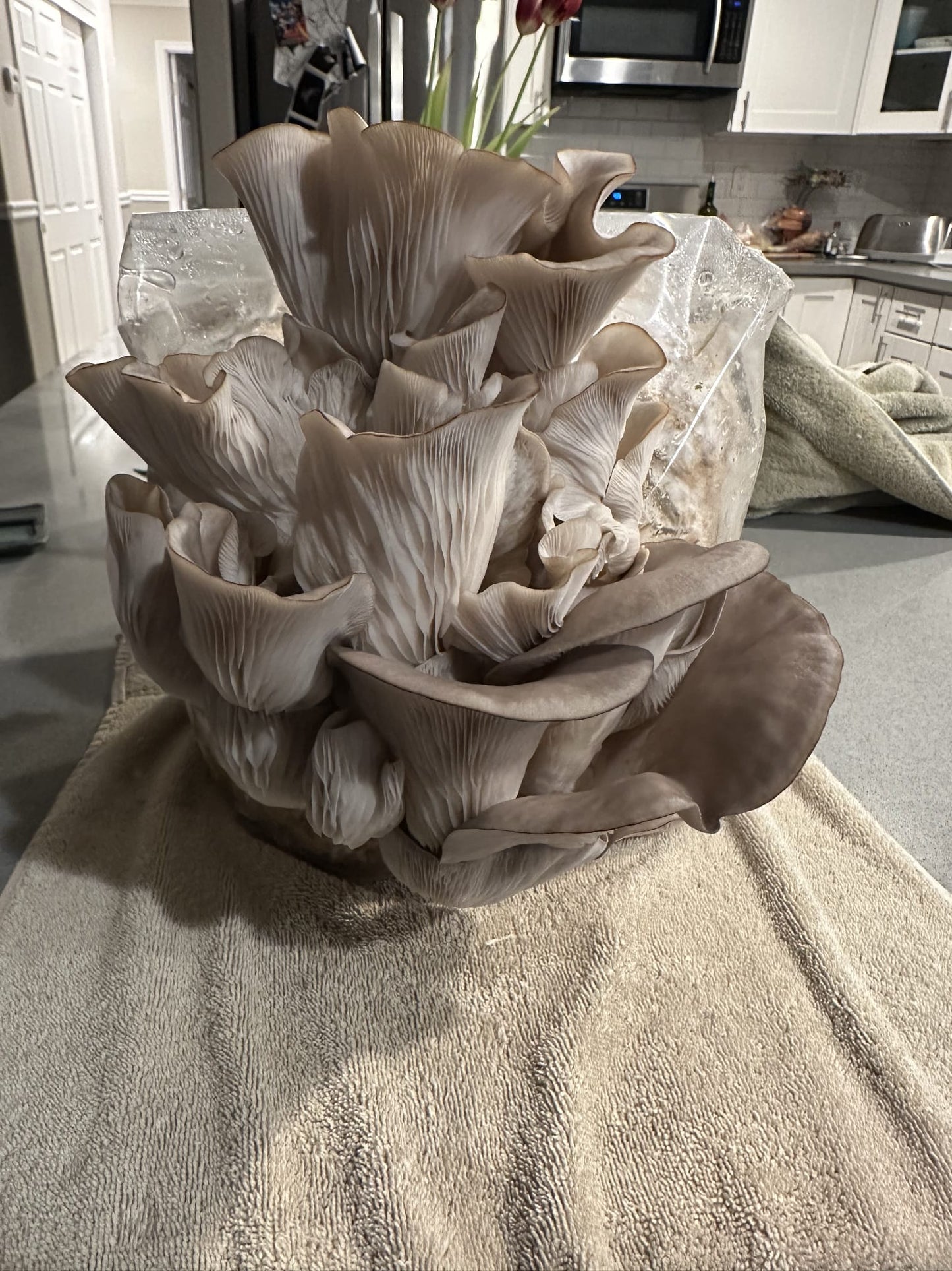 pleurotus ostreatus grow kit