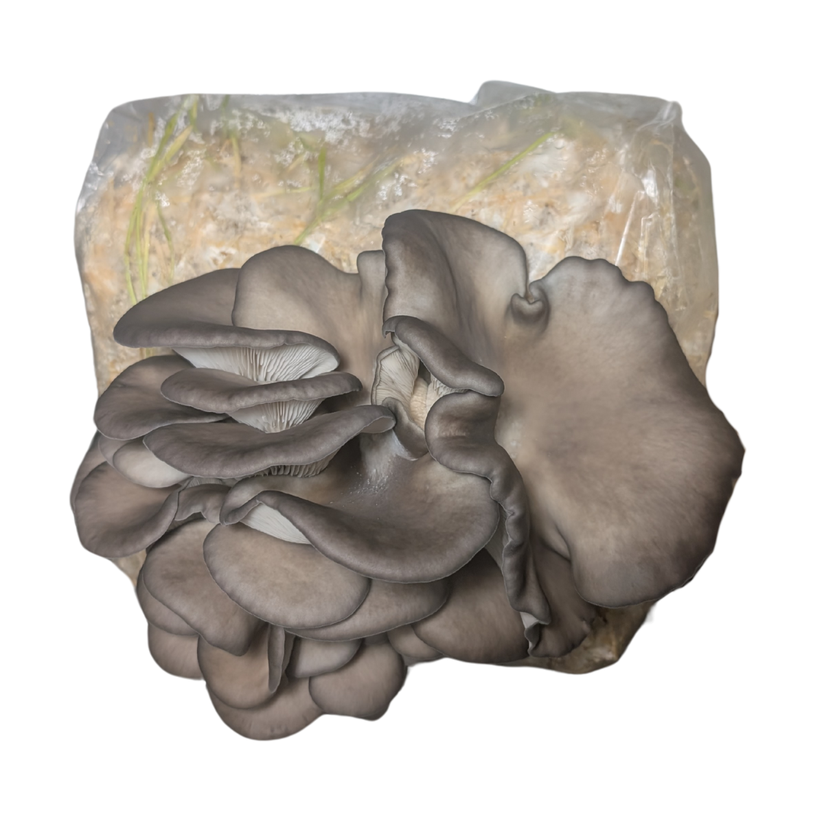 "Big Boy" Blue Oyster Mushroom Grow Kit