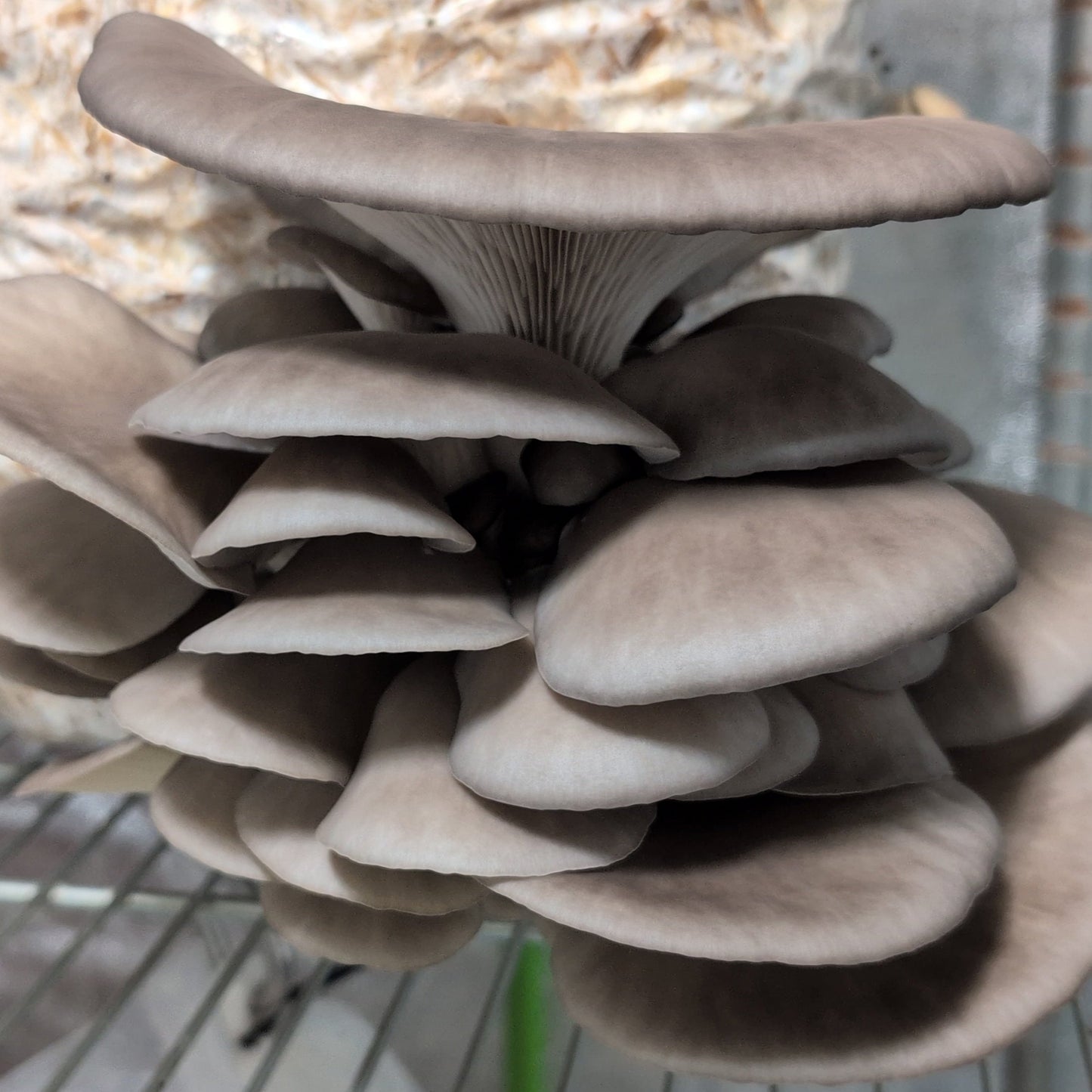 Pleurotus ostreatus fruiting block