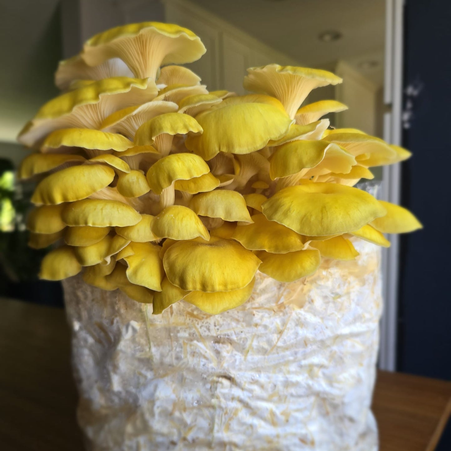 pleurotus citrinopileatus mushroom grow kit