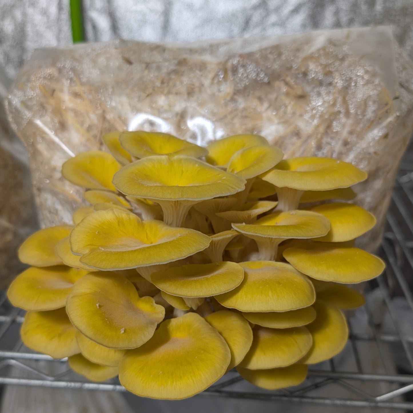 Golden oyster mushroom grow kit