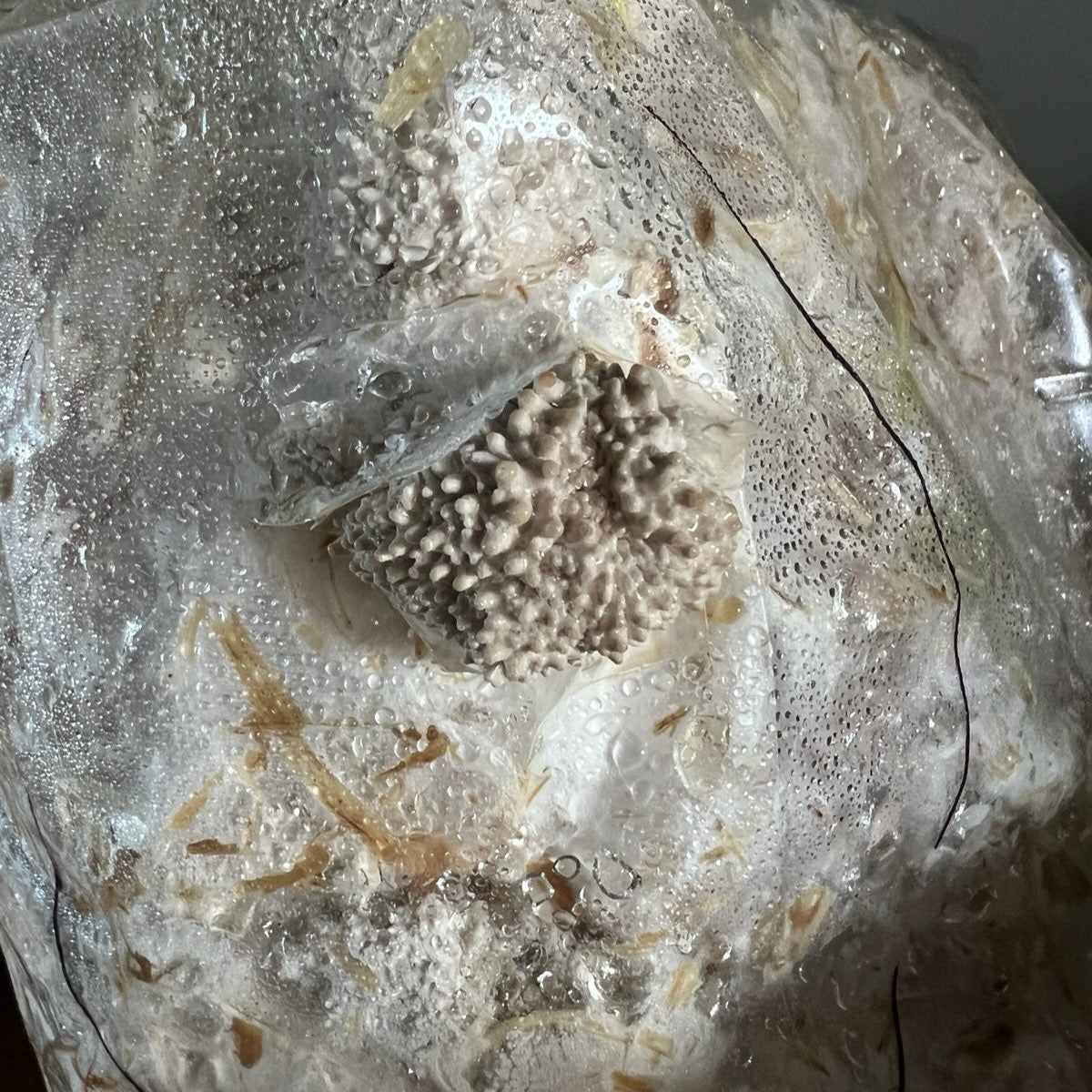 "Big Boy" Blue Oyster Mushroom Grow Kit