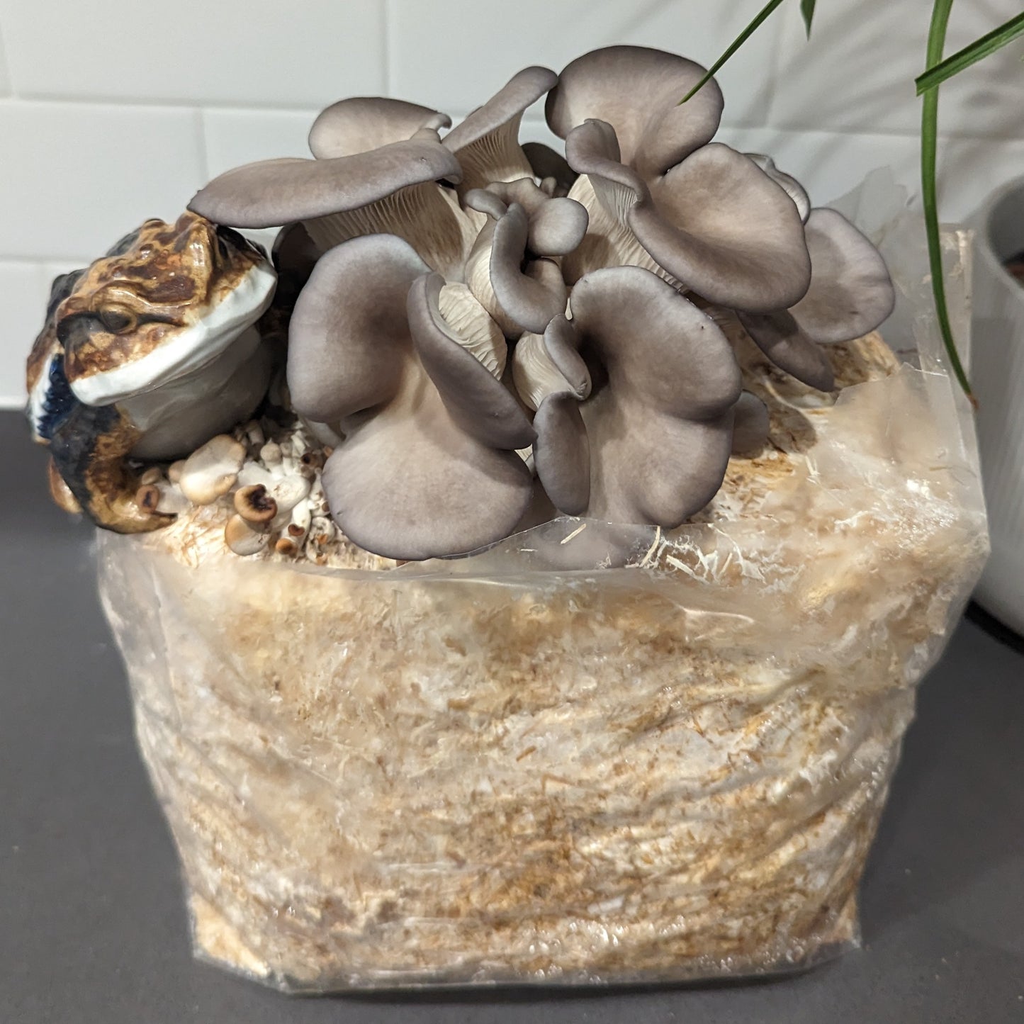 "Big Boy" Blue Oyster Mushroom Grow Kit