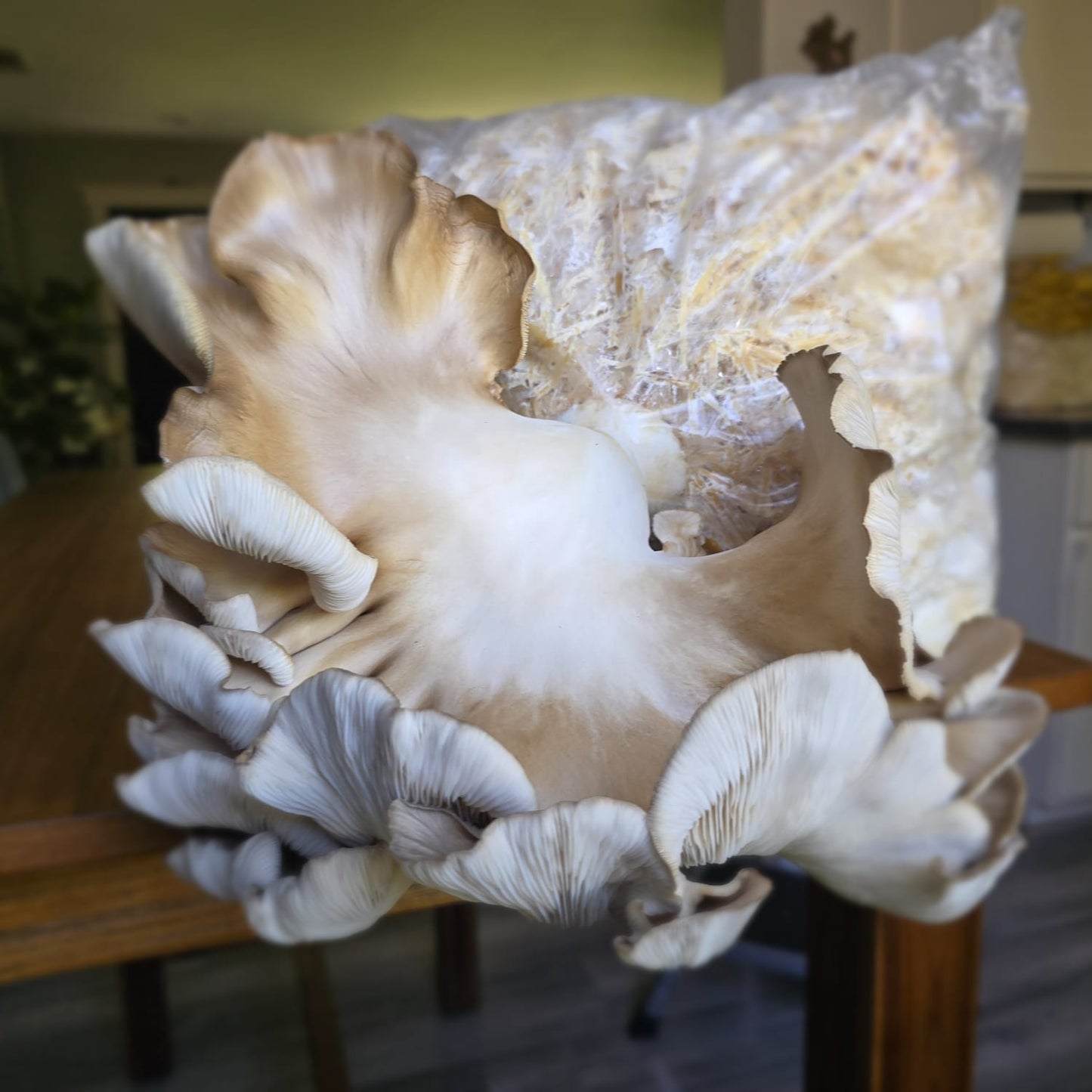 Phoenix oyster mushroom pleurotus pulmonarius