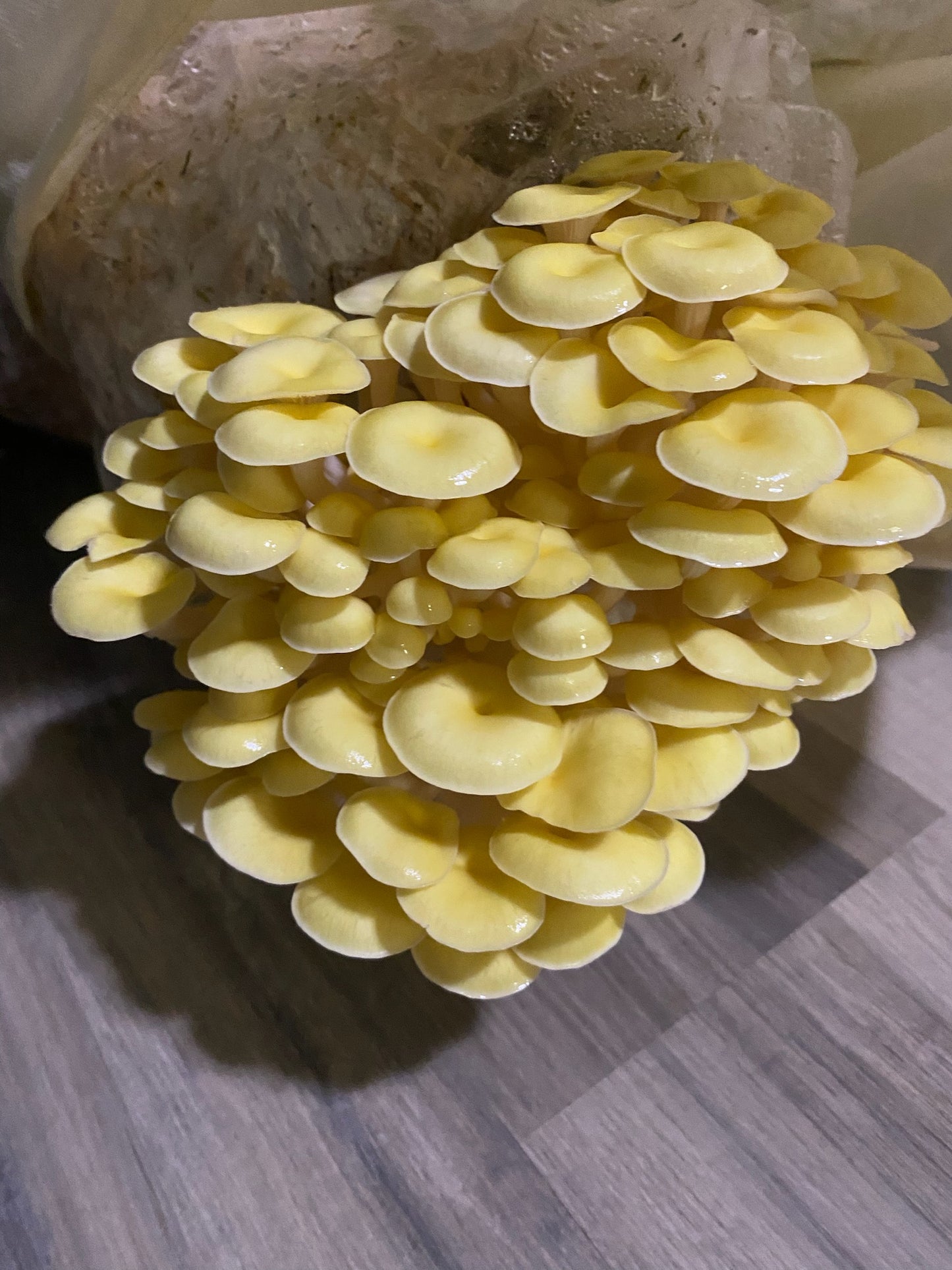 A yellow oyster mushroom grow kit fruiting a cluster of mushrooms