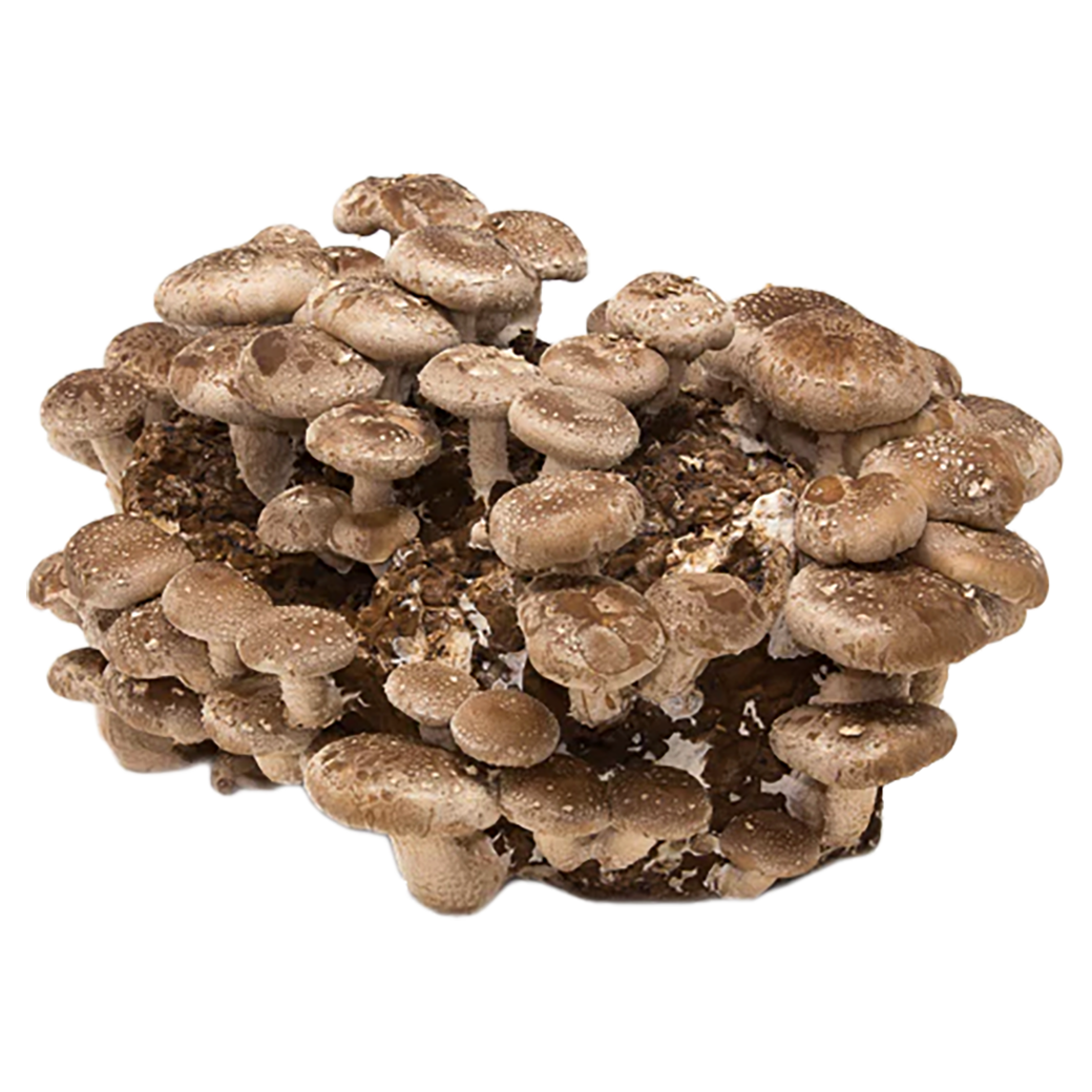 Shiitake Mushroom Grow Kit
