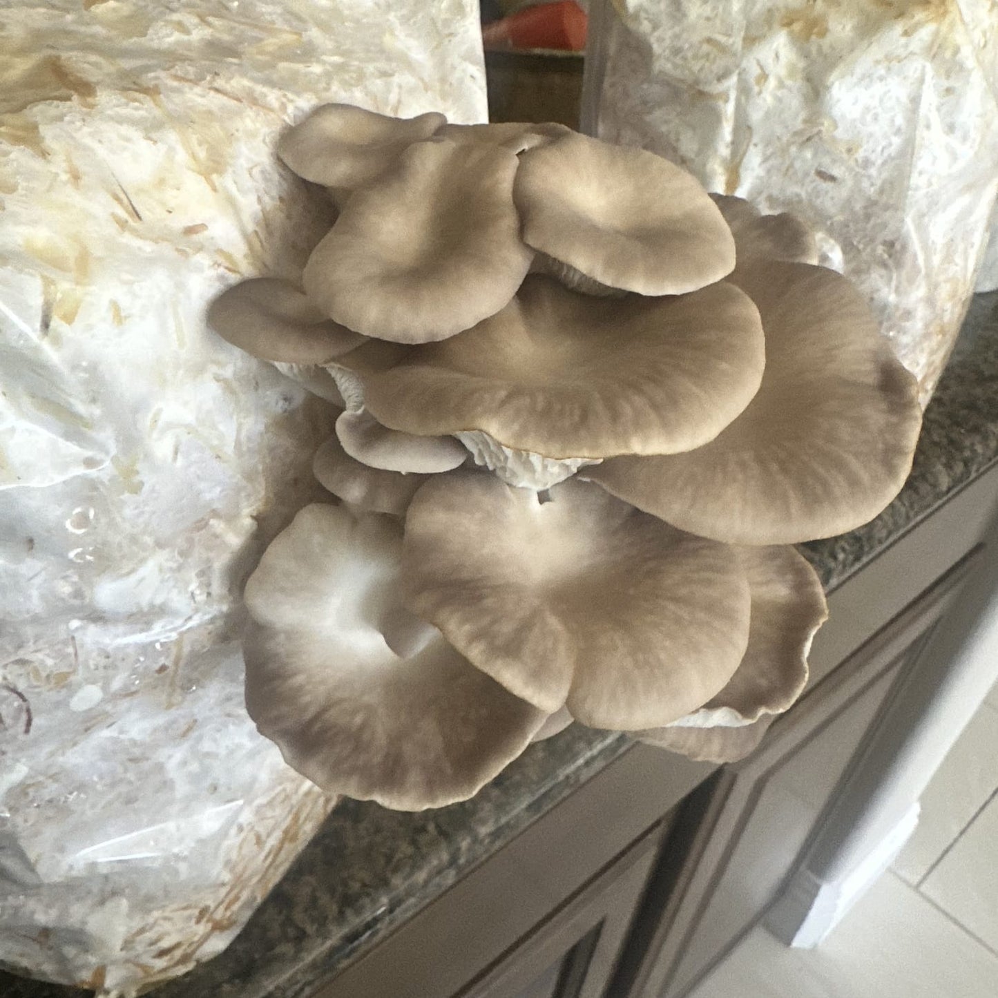 Young phoenix oyster mushroom pleurotus pulmonarius grow kit