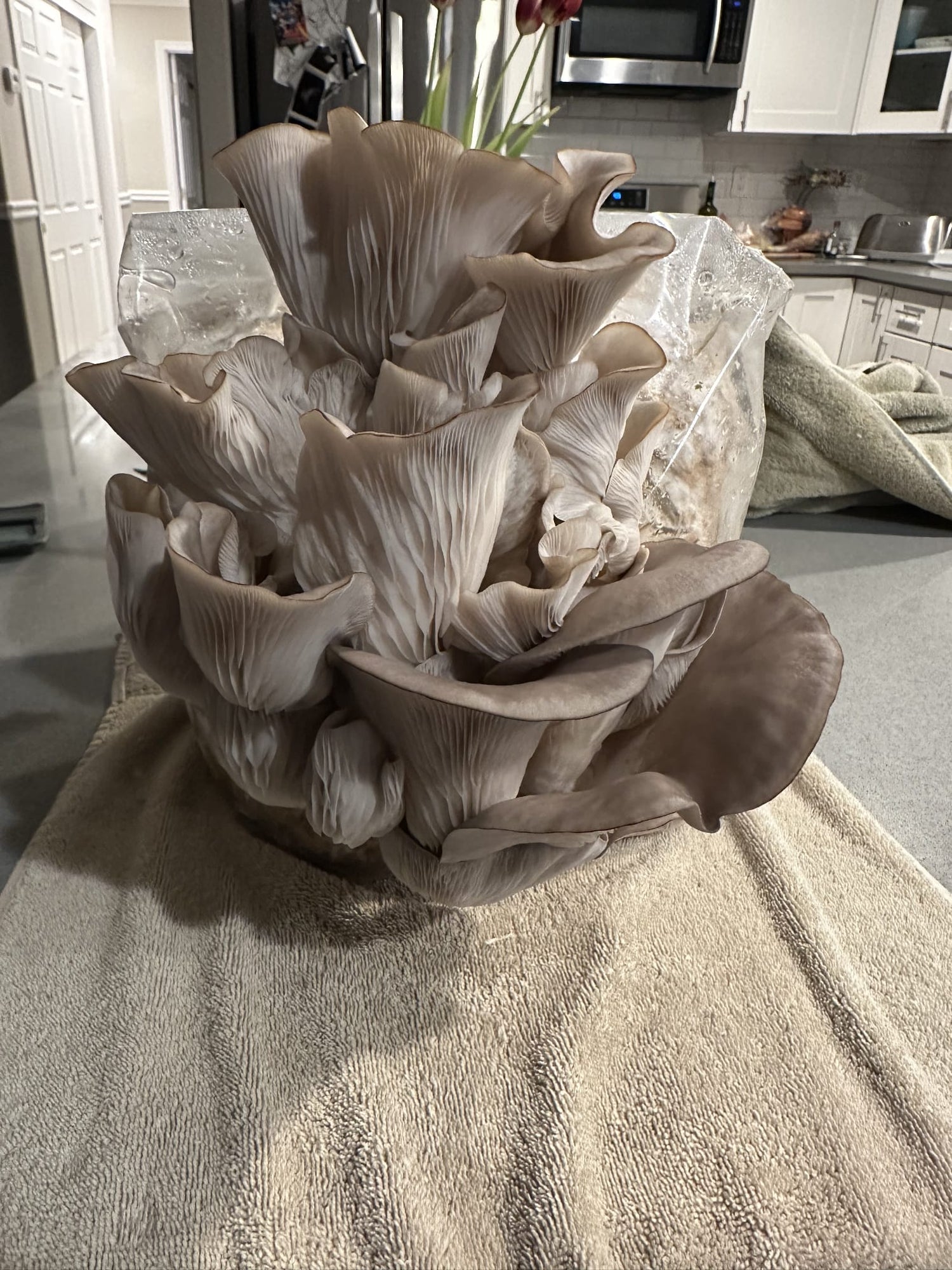 pleurotus ostreatus grow kit