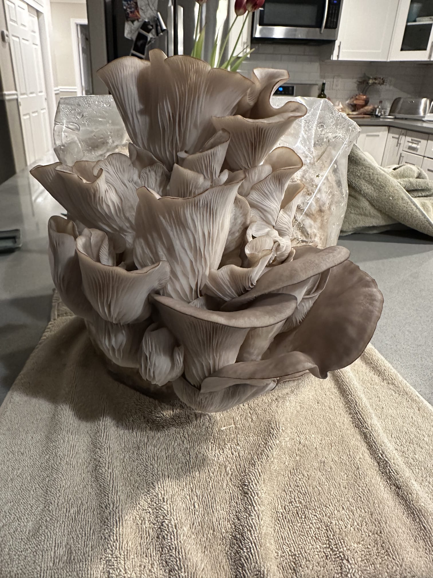 pleurotus ostreatus grow kit