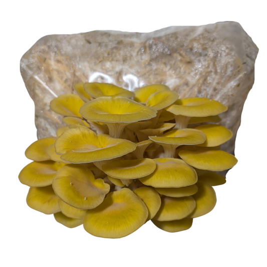 "Big Boy" Golden Oyster Mushroom Grow Kit