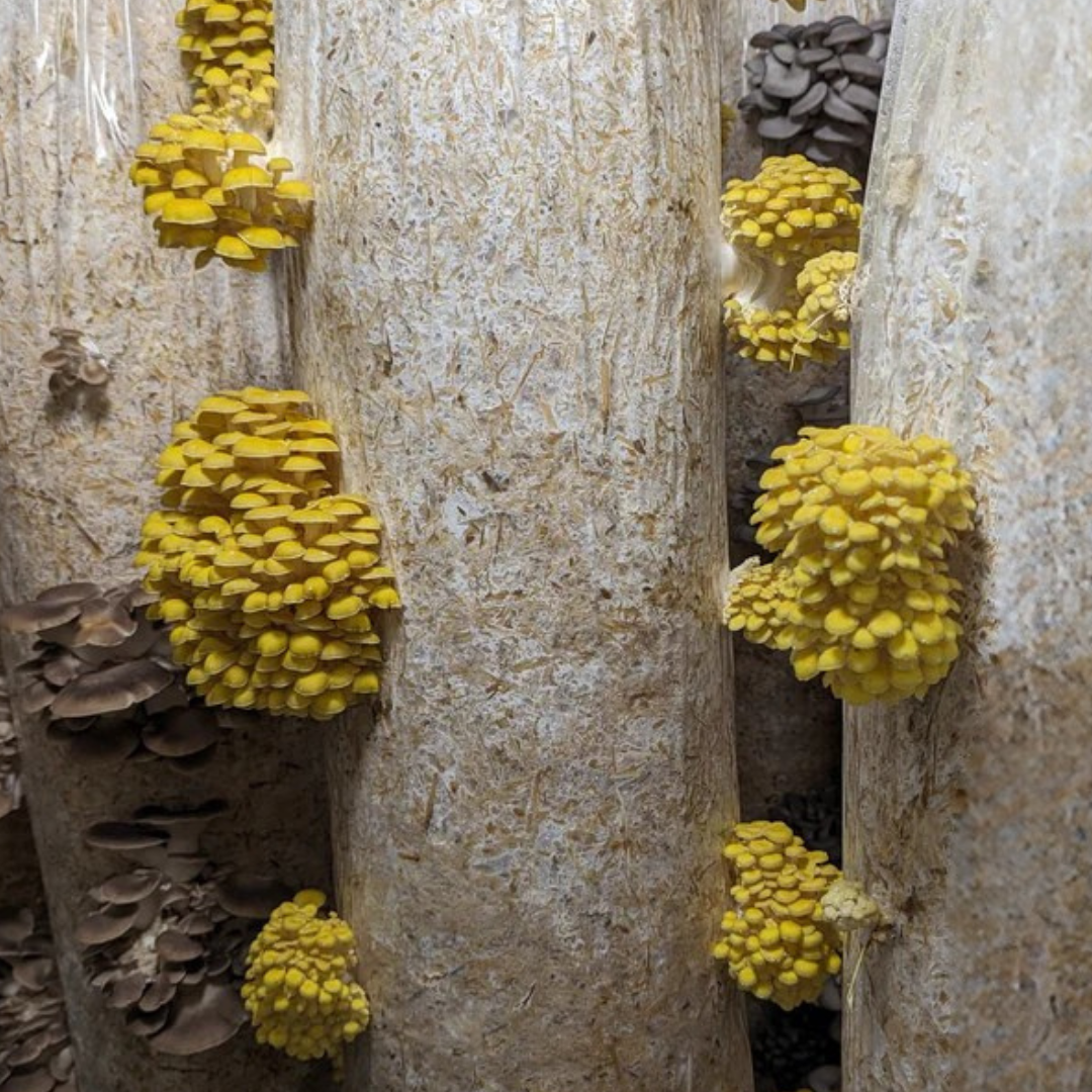 Pleurotus citrinopileatus fruiting from 4ft logs made of chopped straw