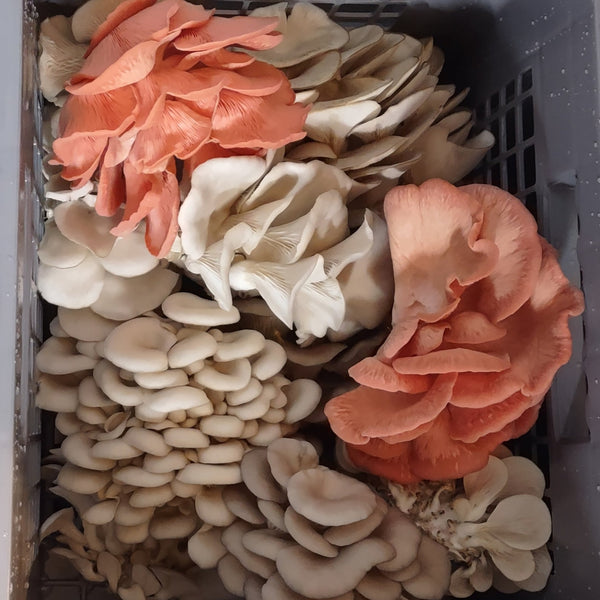 1lb Oyster Mushrooms – Shroomhouse