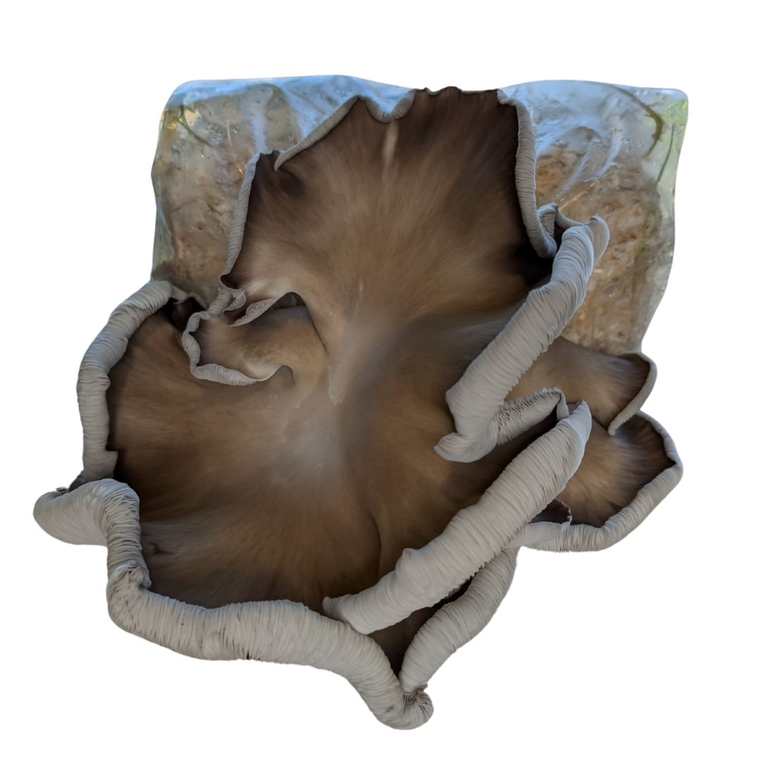 "Big Boy" Phoenix Mushroom Grow Kit