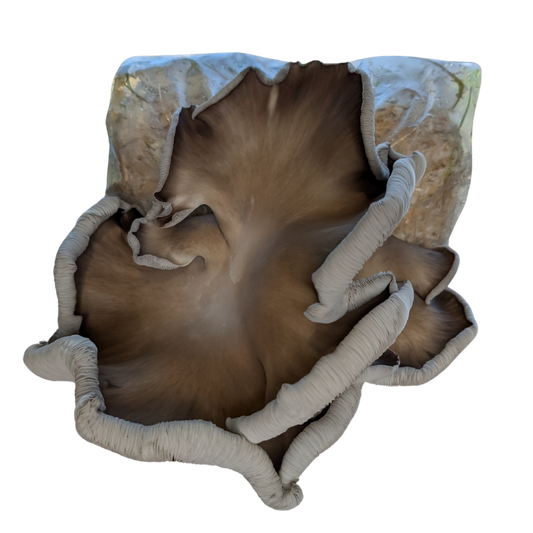 "Big Boy" Phoenix Mushroom Grow Kit
