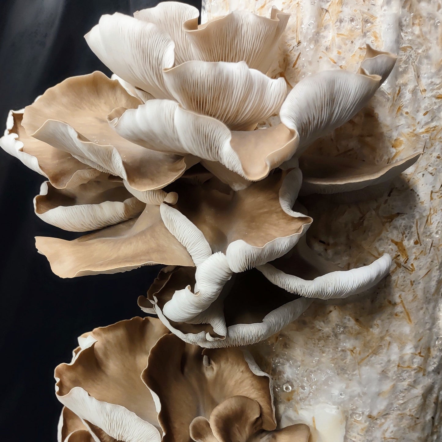 a straw log growing phoenix oyster mushrooms, pleurotus pulmonarius