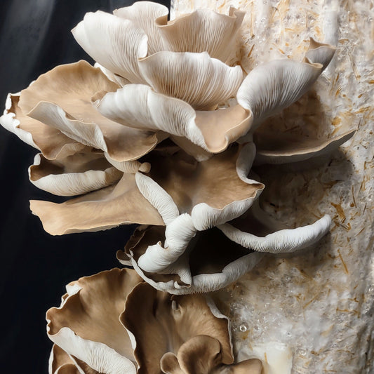 a straw log growing phoenix oyster mushrooms, pleurotus pulmonarius