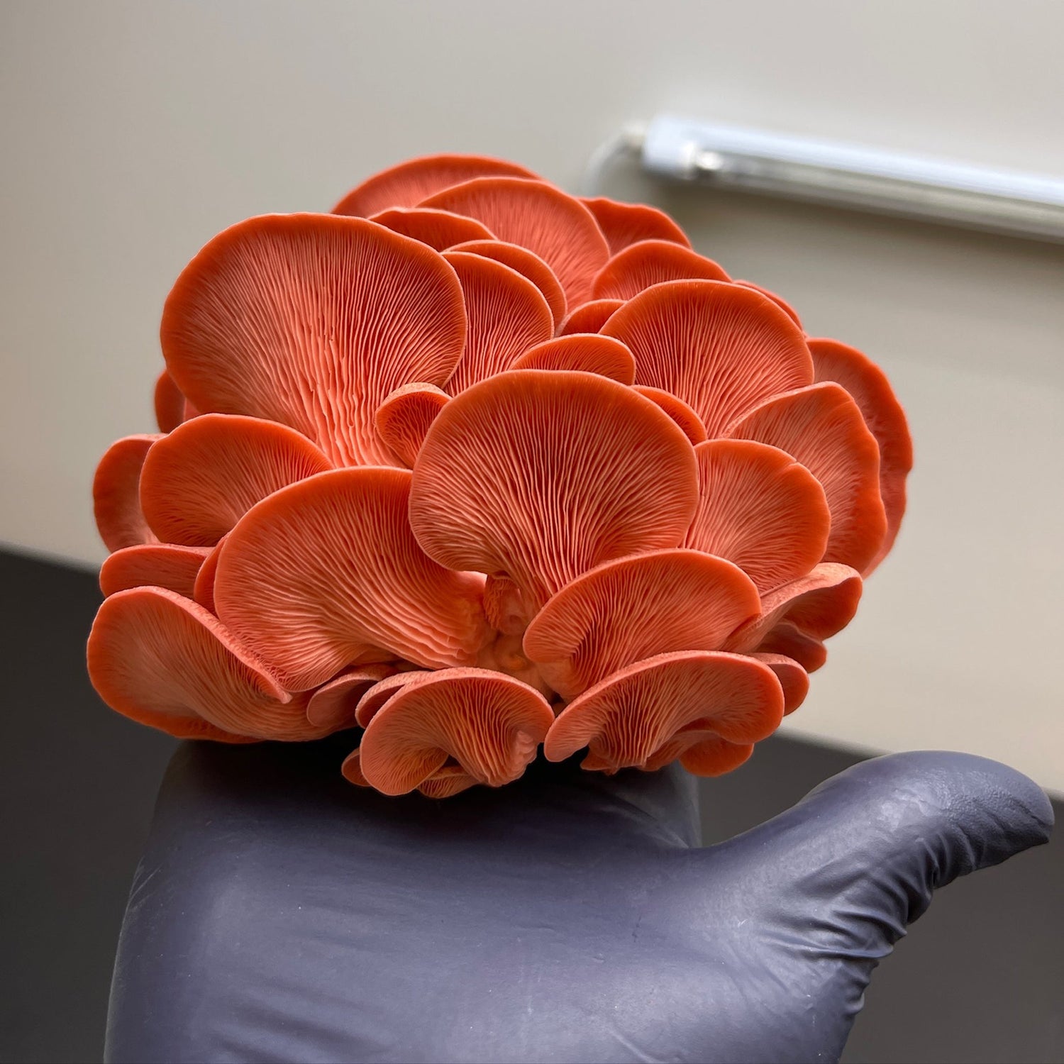 Pink Oyster Mushroom Grow Kit
