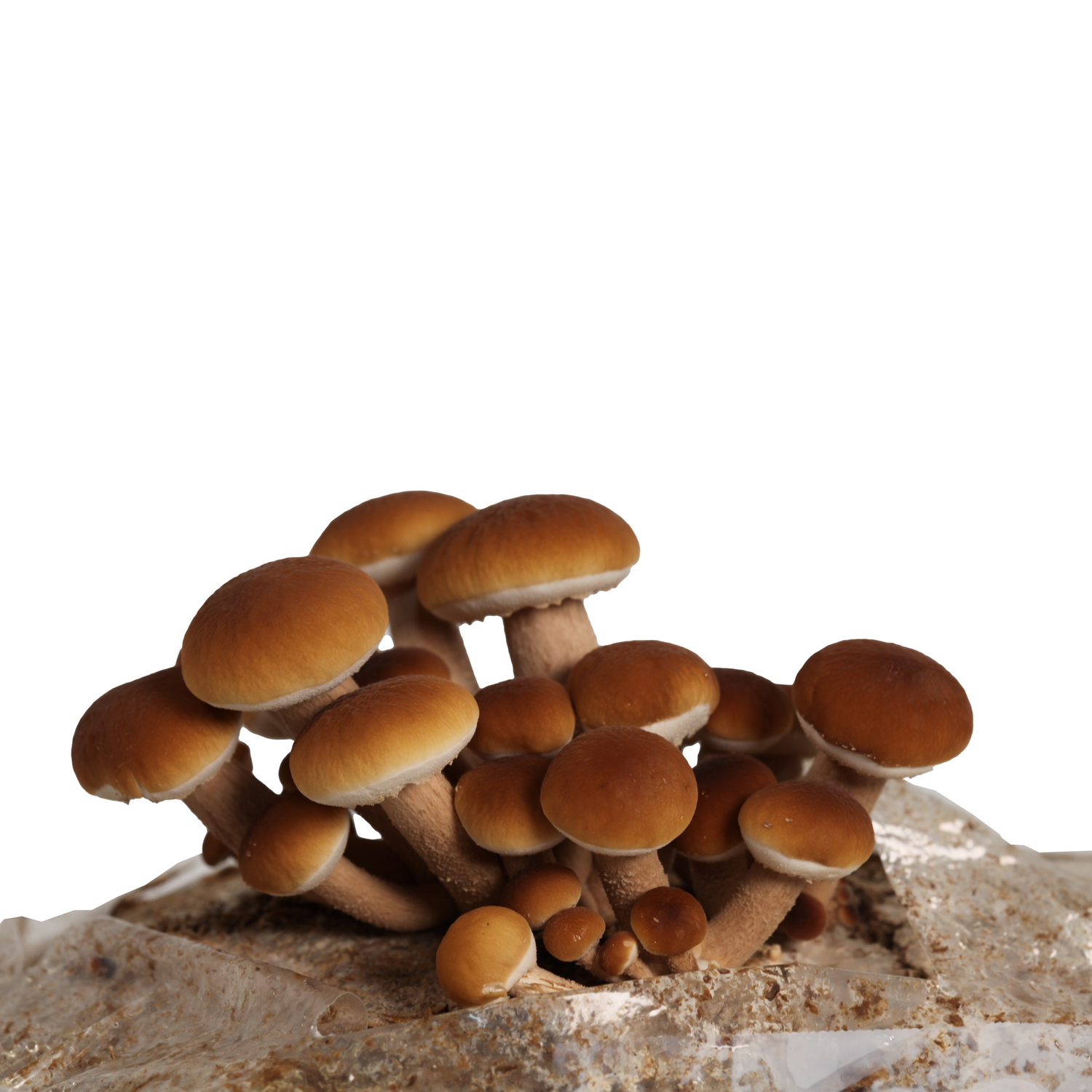 Pioppino Mushroom Liquid Culture Syringe