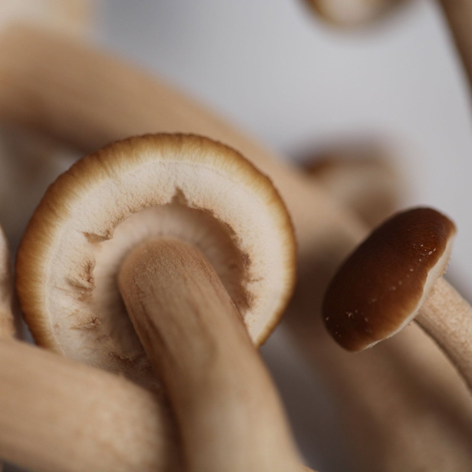 Pioppino Mushroom Liquid Culture Syringe