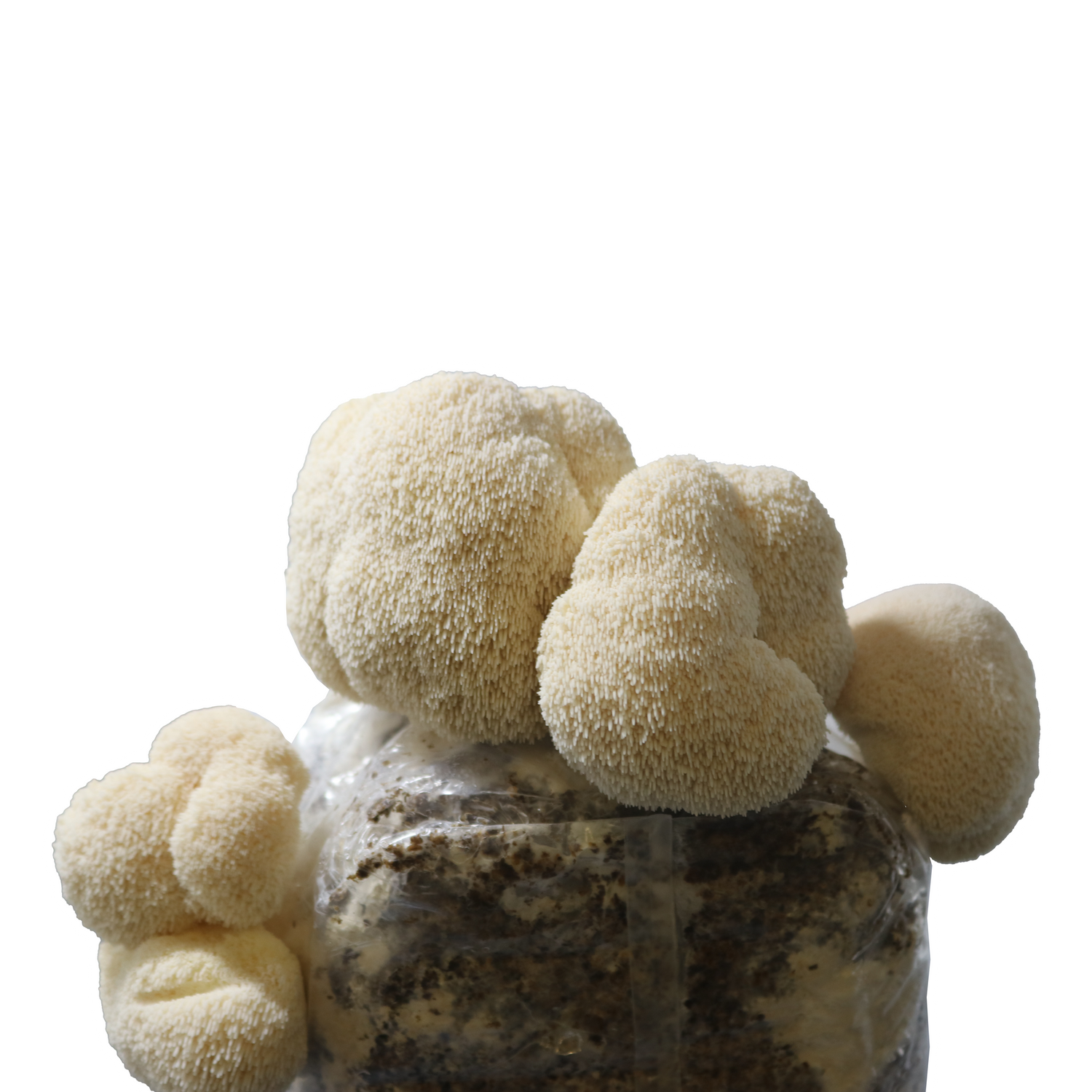 Lion's Mane Mushroom Liquid Culture Syringe