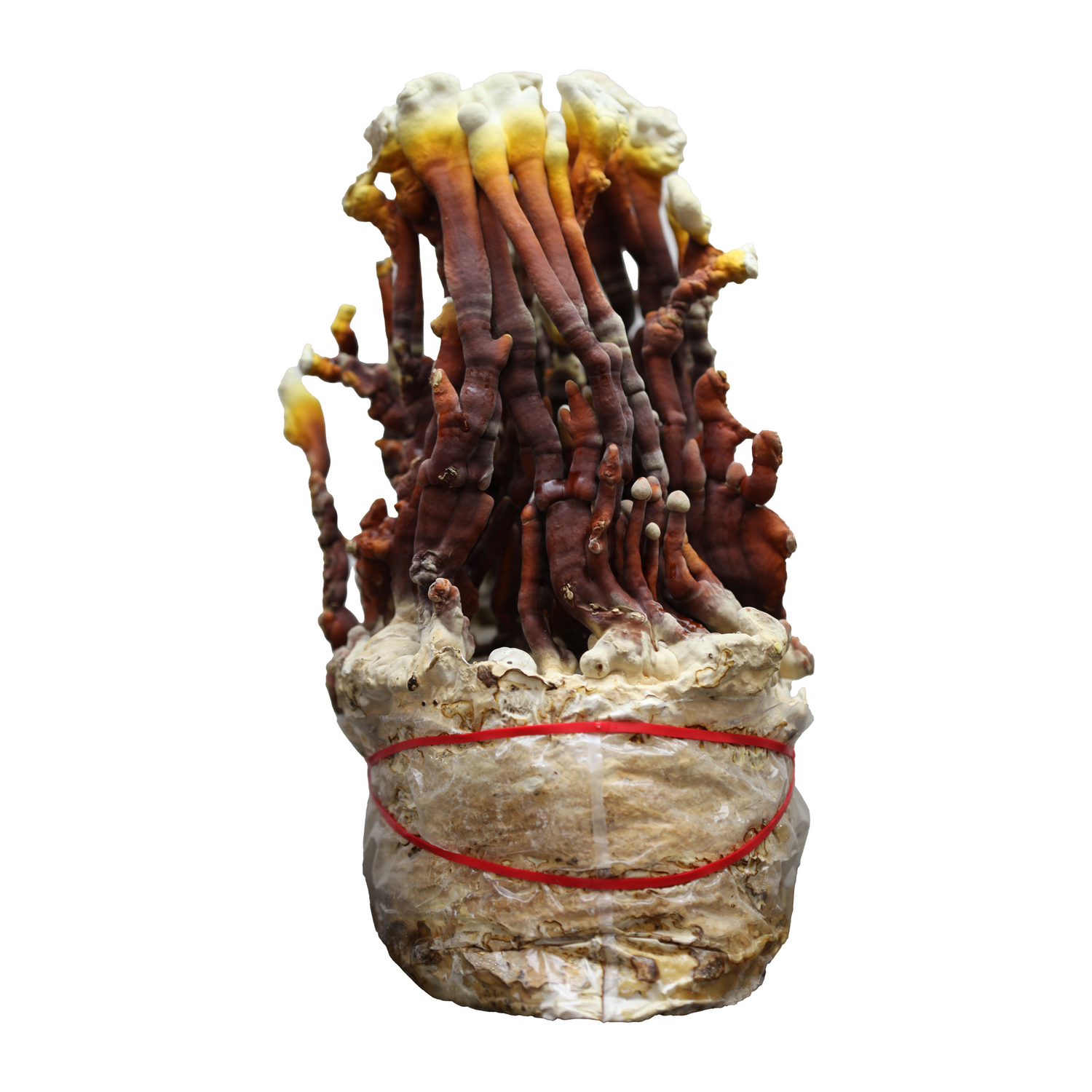 Reishi Mushroom Liquid Culture Syringe