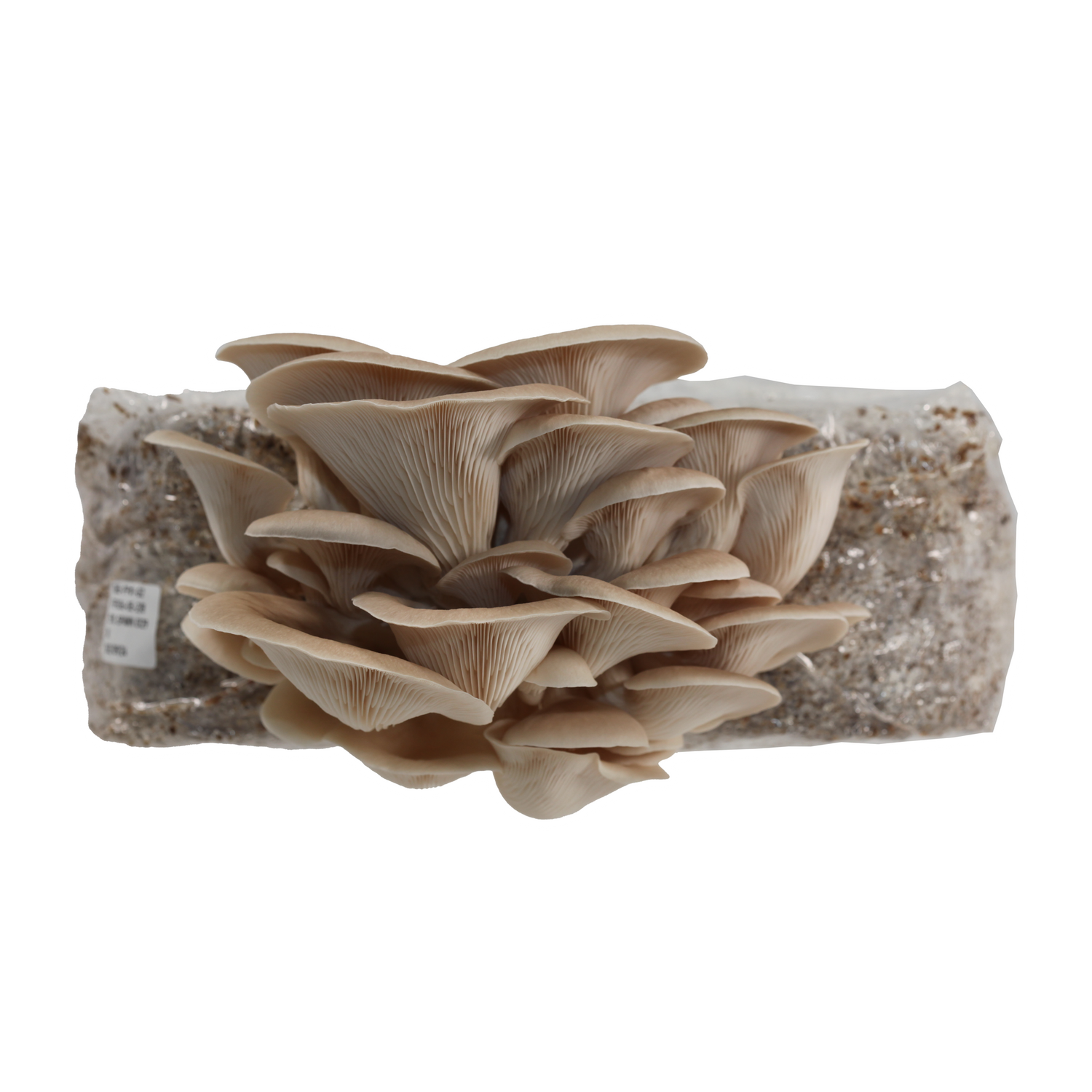 Grey Oyster Mushroom Liquid Culture Syringe