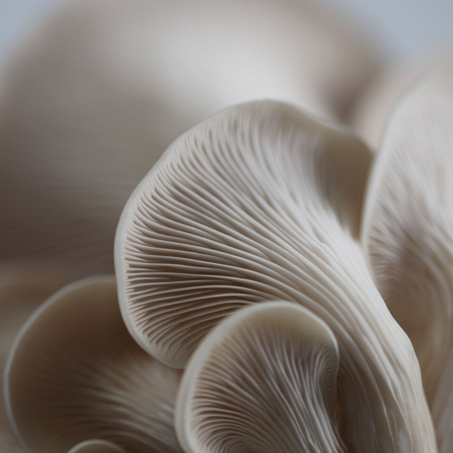 Grey Oyster Mushroom Liquid Culture Syringe