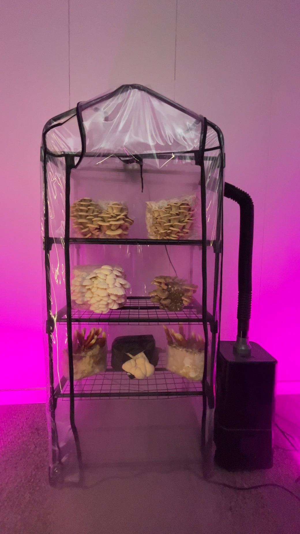 mushrooms grow tent ShroomRoom Automated Mushroom Tent Bundle – Shroomhouse