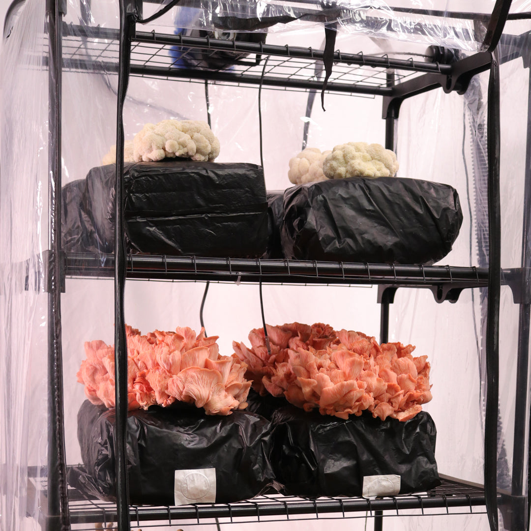 humidity tent for mushrooms Mushroom Grow Tent Starter Kit – Shroomhouse