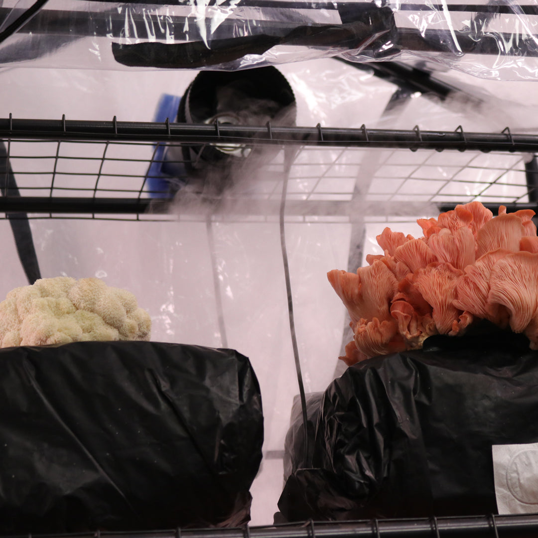 Mushroom Grow Tent Starter Kit