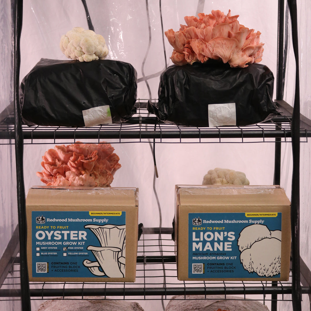 mushrooms grow tent Mushroom Grow Tent Starter Kit – Shroomhouse