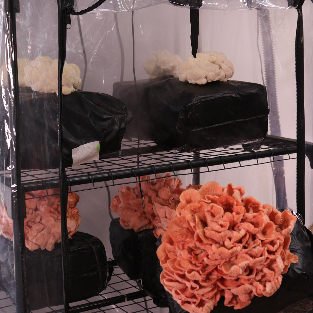 Mushroom Grow Tent Starter Kit