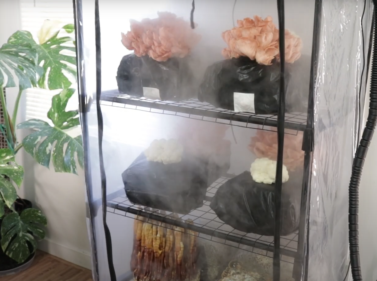 mushroom humidity tent ShroomRoom Automated Mushroom Tent Bundle – Shroomhouse