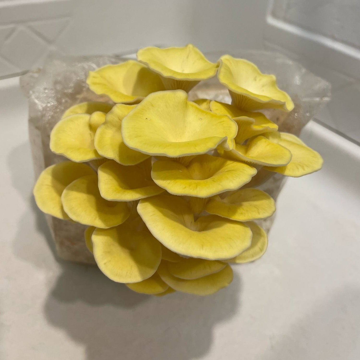 Pleurotus citrinopileatus home grow kit fruiting a beautiful yellow cluster