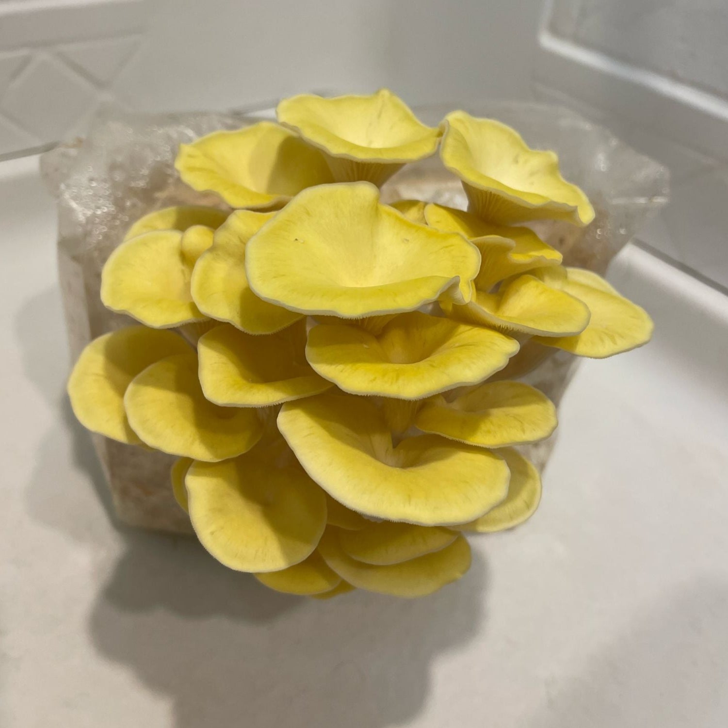 Pleurotus citrinopileatus home grow kit fruiting a beautiful yellow cluster