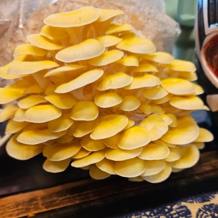 A pleurotus citrinopileatus (golden oyster) grow kit blooming a bright yellow cluster
