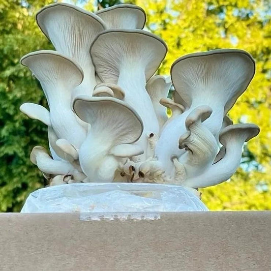 Oyster Mushroom Grow Kit