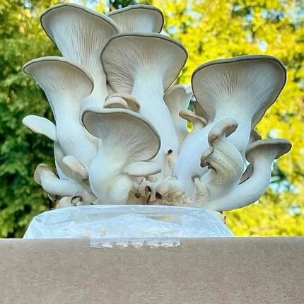 5/8 Mushroom Cultivation Workshop at Wolfe Heights