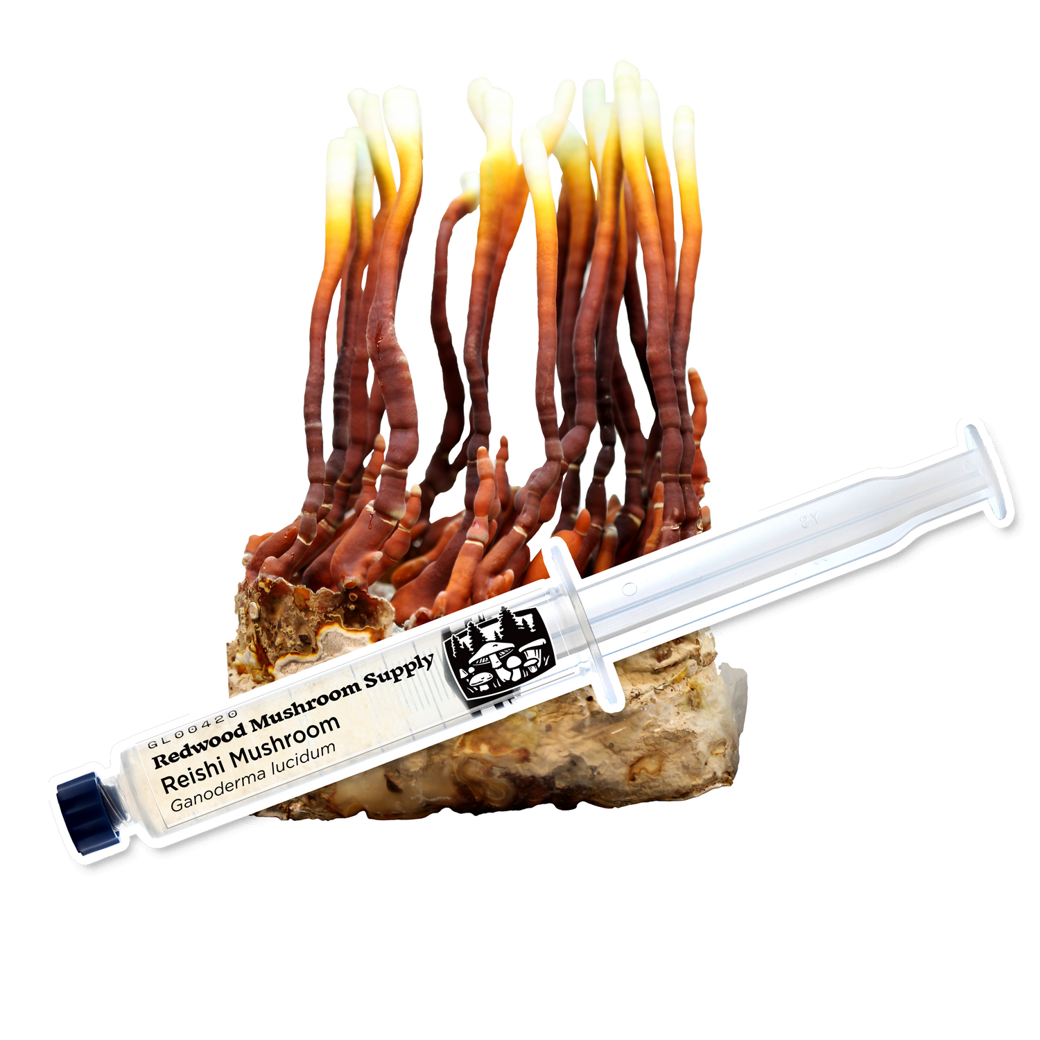 Reishi Mushroom Liquid Culture Syringe