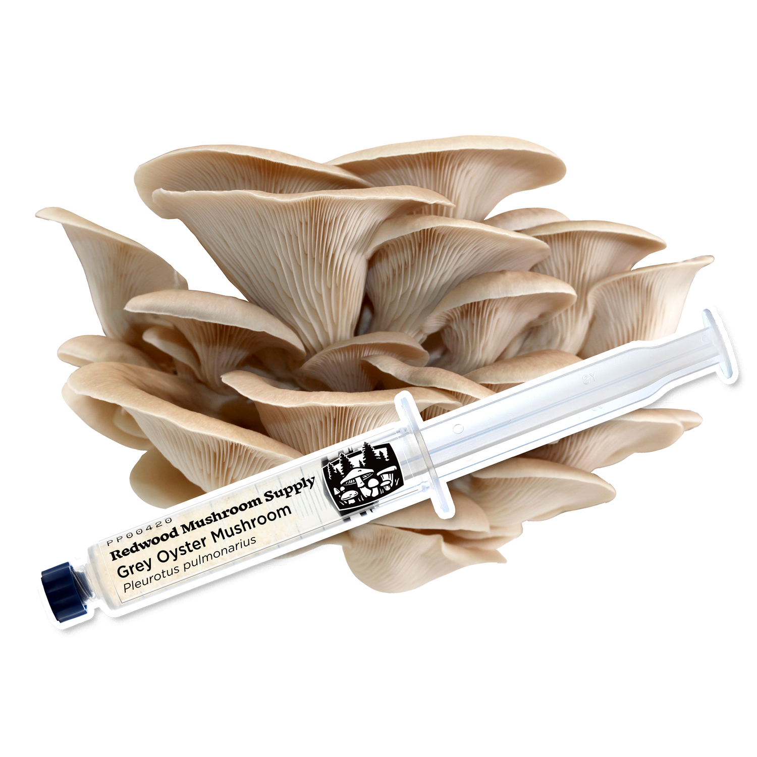 Grey Oyster Mushroom Liquid Culture Syringe