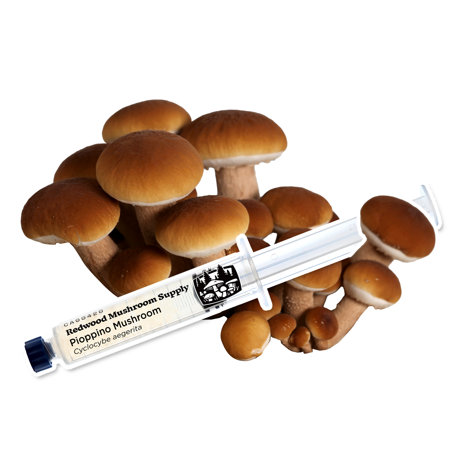 Pioppino Mushroom Liquid Culture Syringe