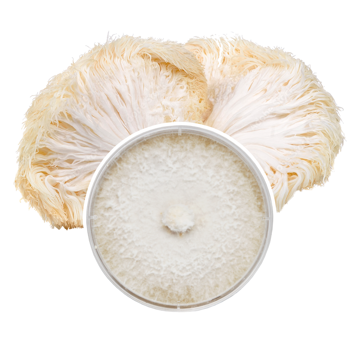 Lion's Mane Plate Culture