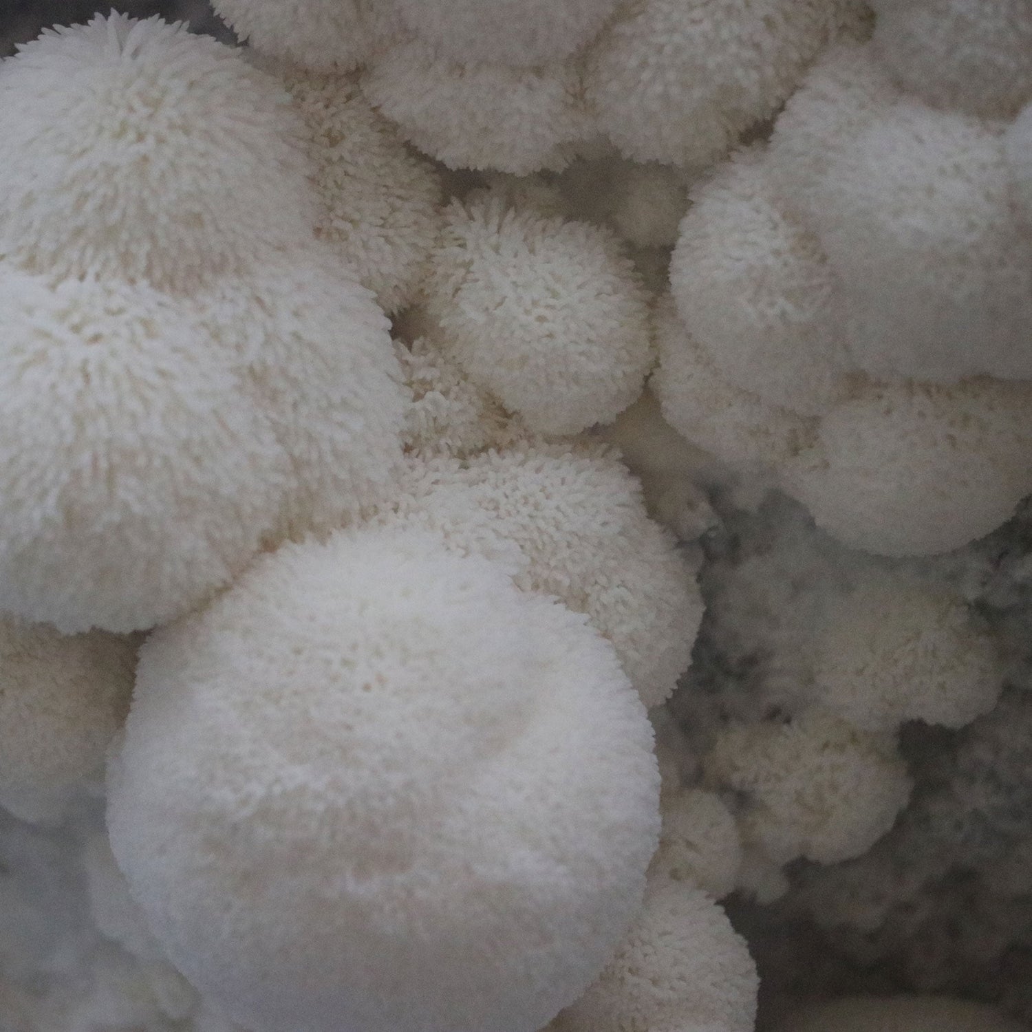 Lion's Mane Plate Culture