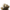Lion's Mane Plate Culture