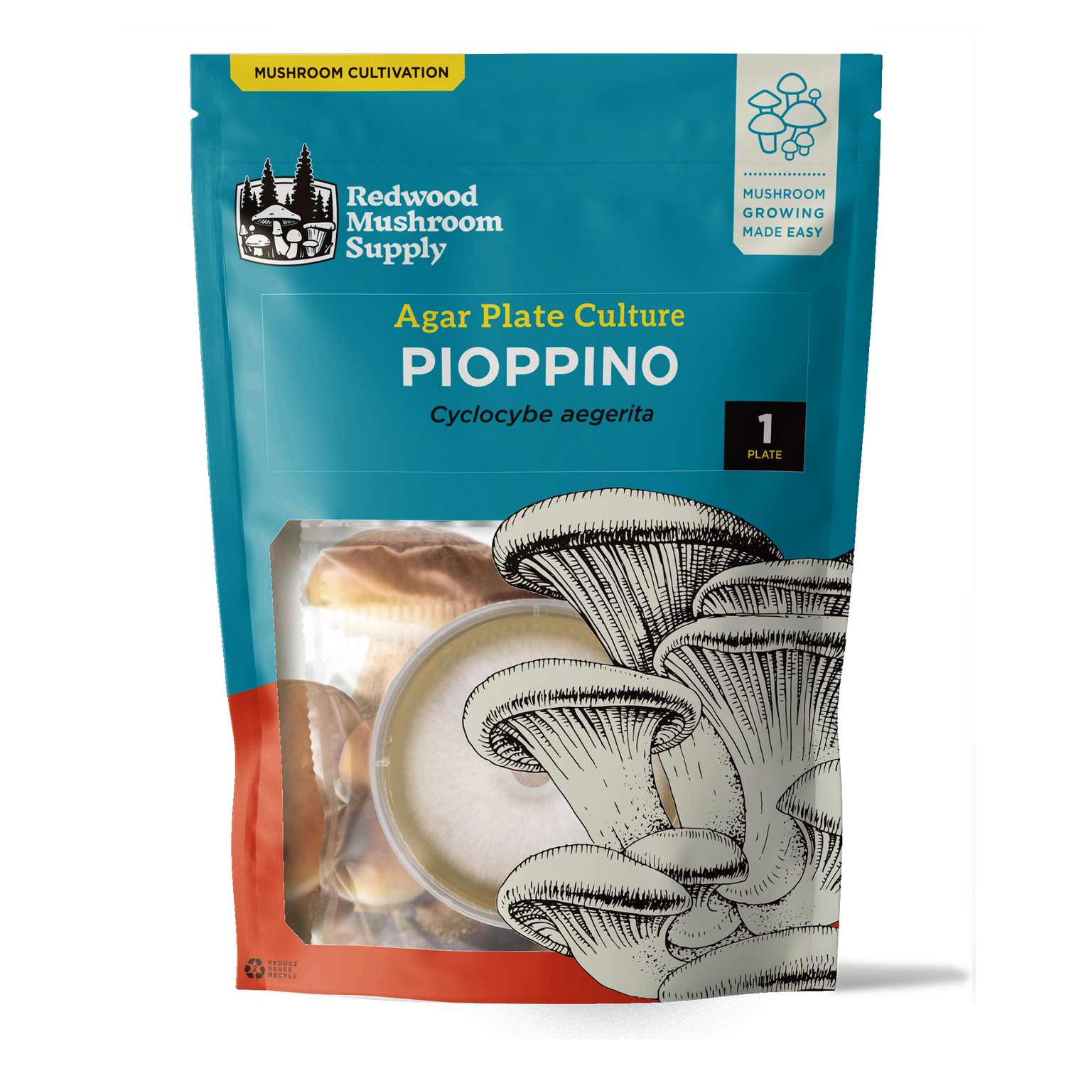 Pioppino Plate Culture