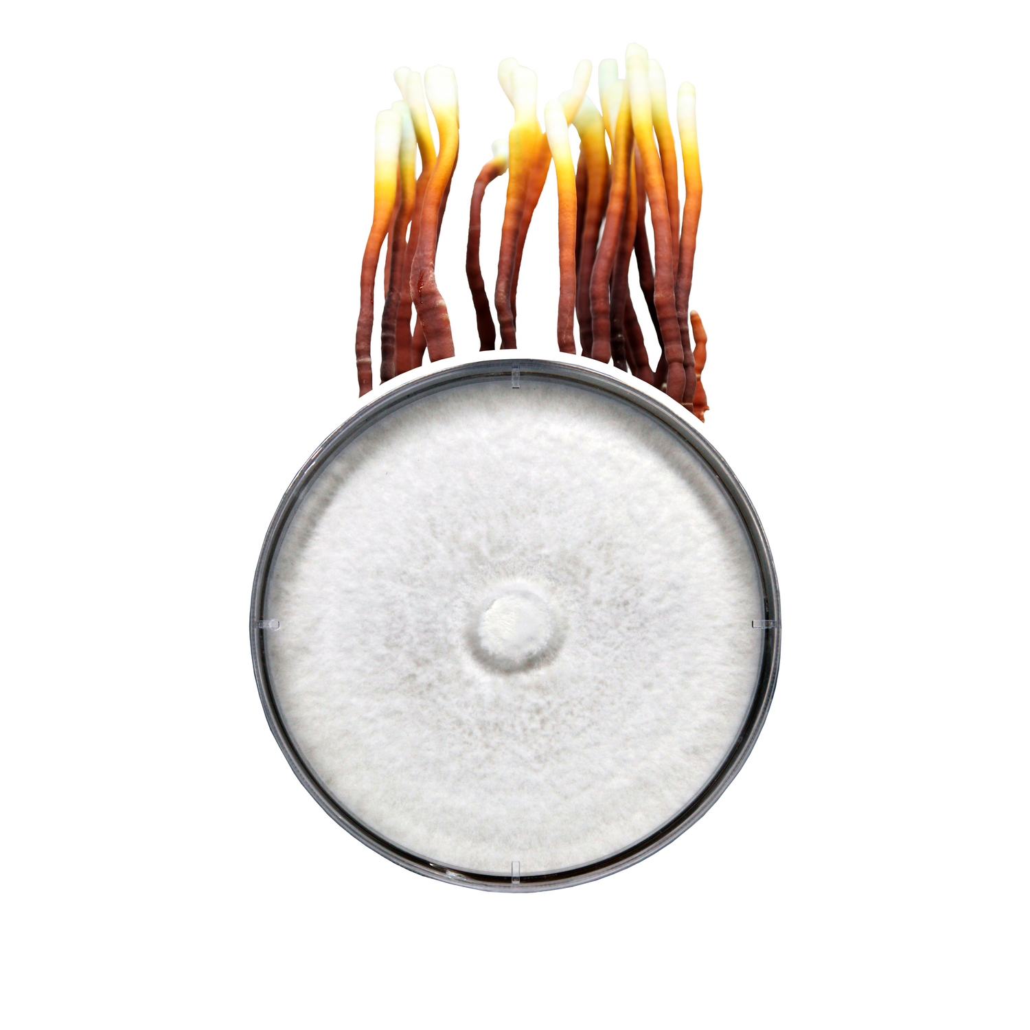Reishi Plate Culture