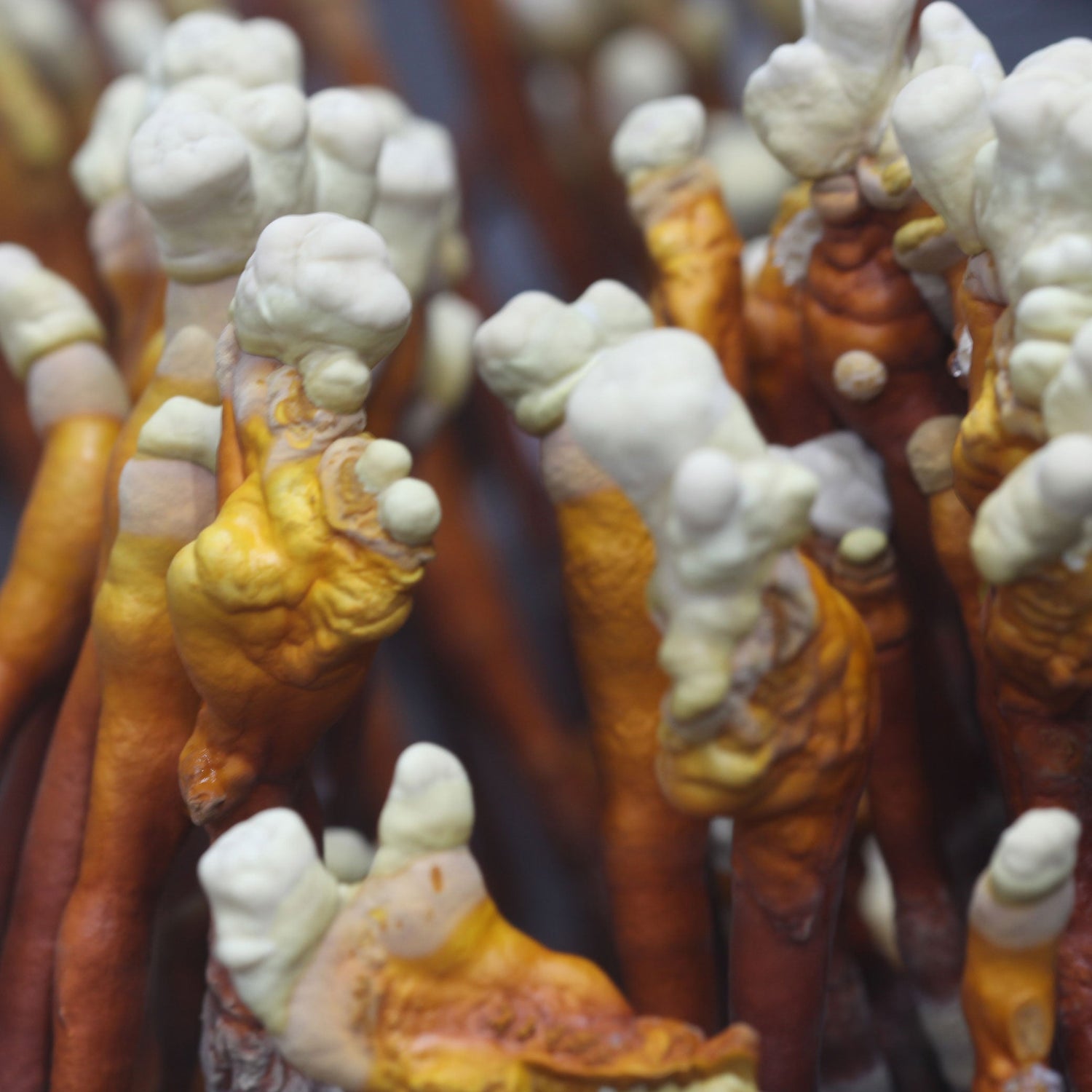 Reishi Plate Culture